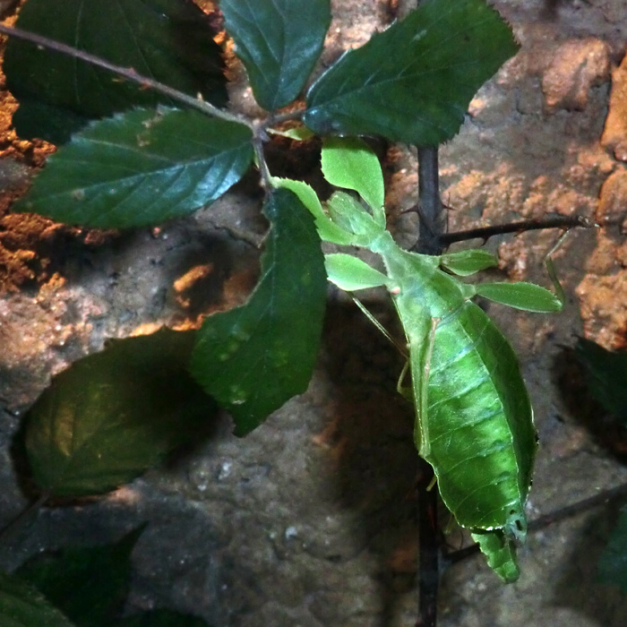 Wandelndes Blatt im Wuppertaler Zoo im November 2012