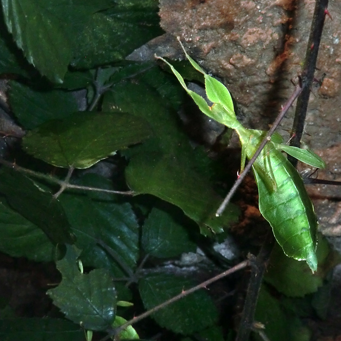 Wandelndes Blatt im Wuppertaler Zoo im November 2012