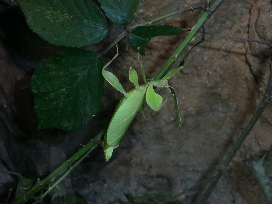 Wandelndes Blatt im Zoo Wuppertal im Januar 2013