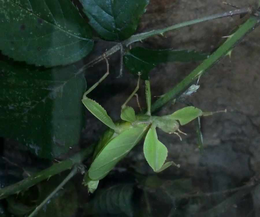 Wandelndes Blatt im Zoologischen Garten Wuppertal im Januar 2013