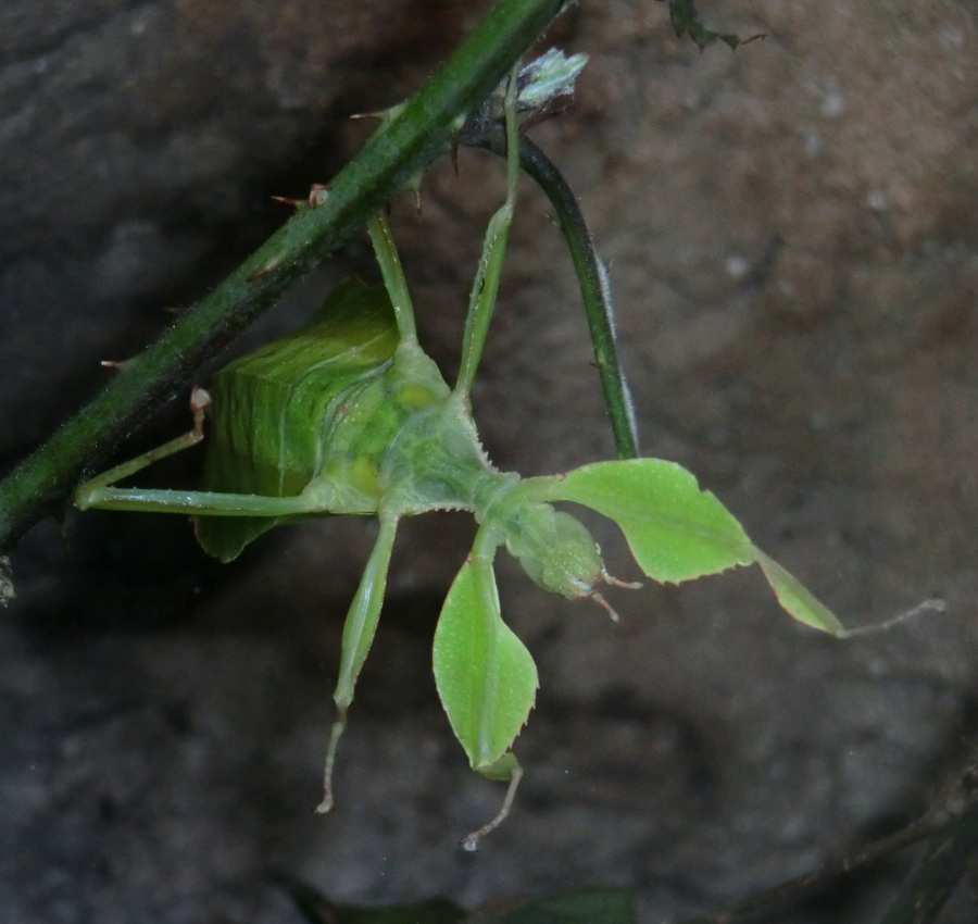 Wandelndes Blatt im Wuppertaler Zoo im Januar 2013