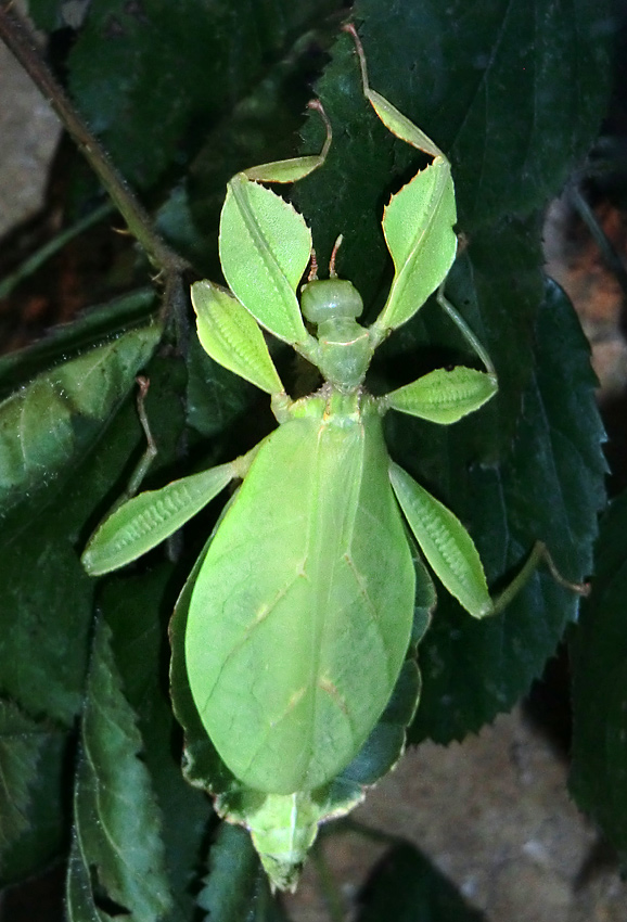 Wandelndes Blatt im Wuppertaler Zoo im Januar 2013