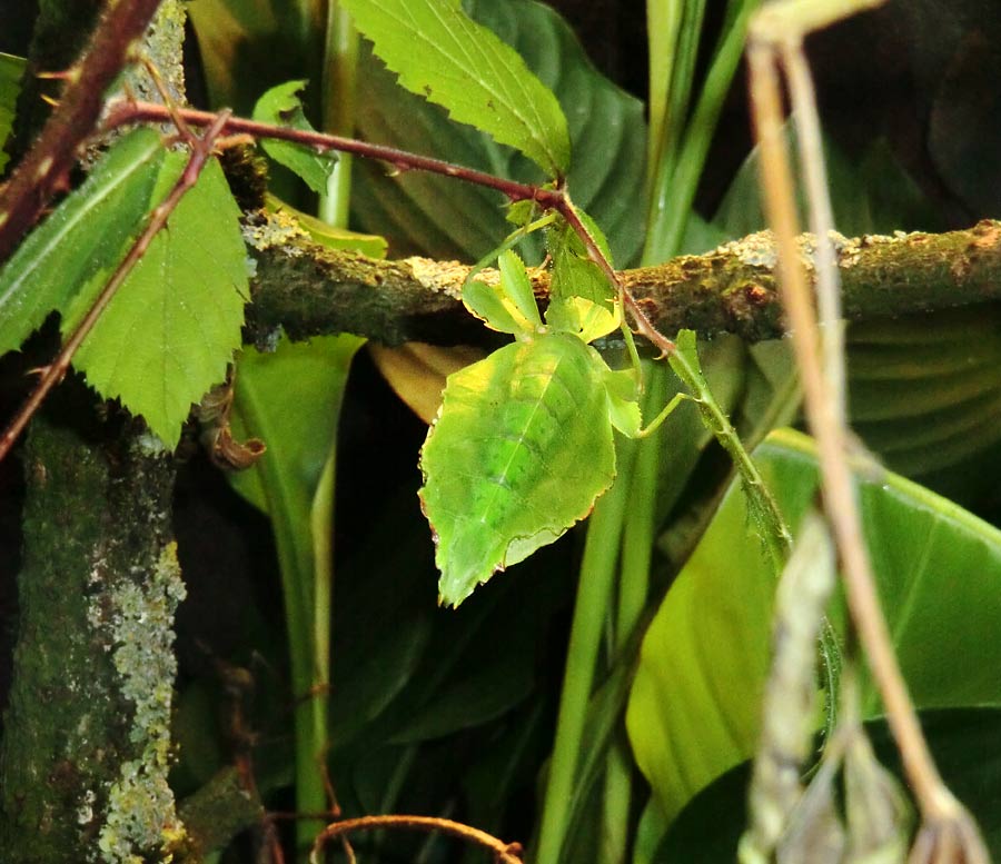 Wandelndes Blatt im Zoologischen Garten Wuppertal im Juli 2014