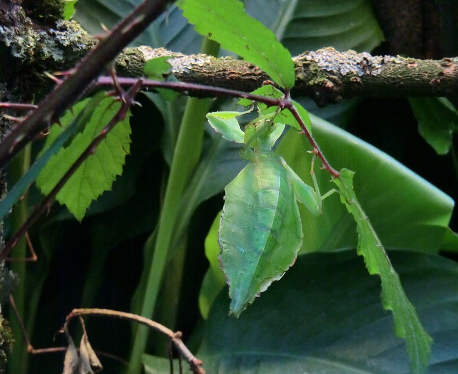 Wandelndes Blatt im Wuppertaler Zoo im Juli 2014