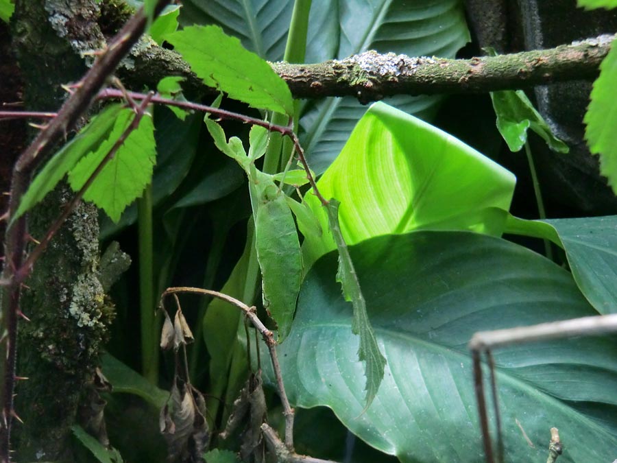 Wandelndes Blatt im Zoo Wuppertal im Juli 2014