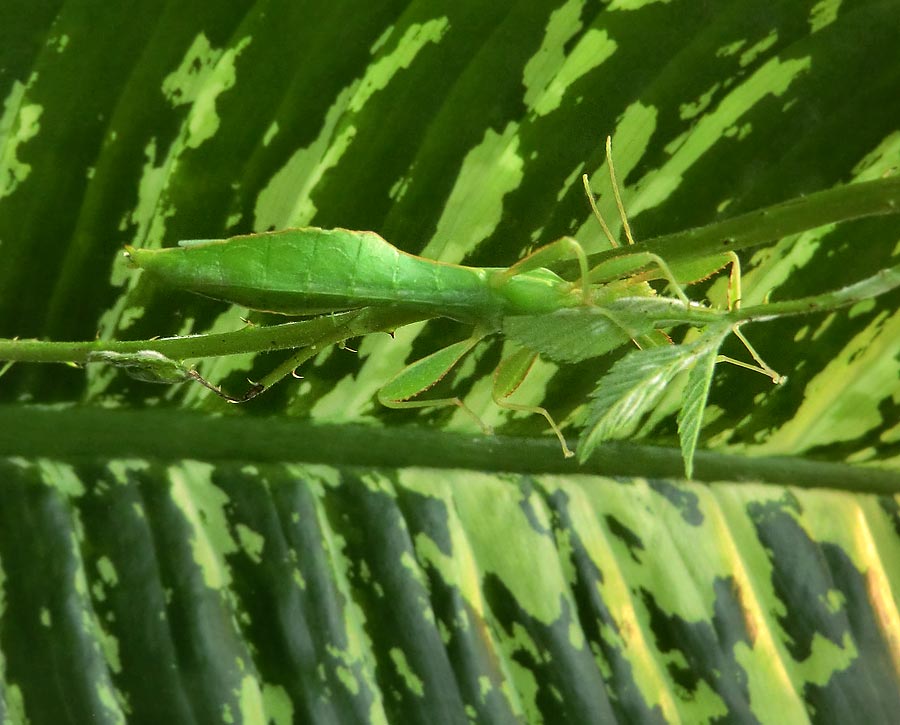 Wandelndes Blatt im Zoologischen Garten Wuppertal im Juli 2014