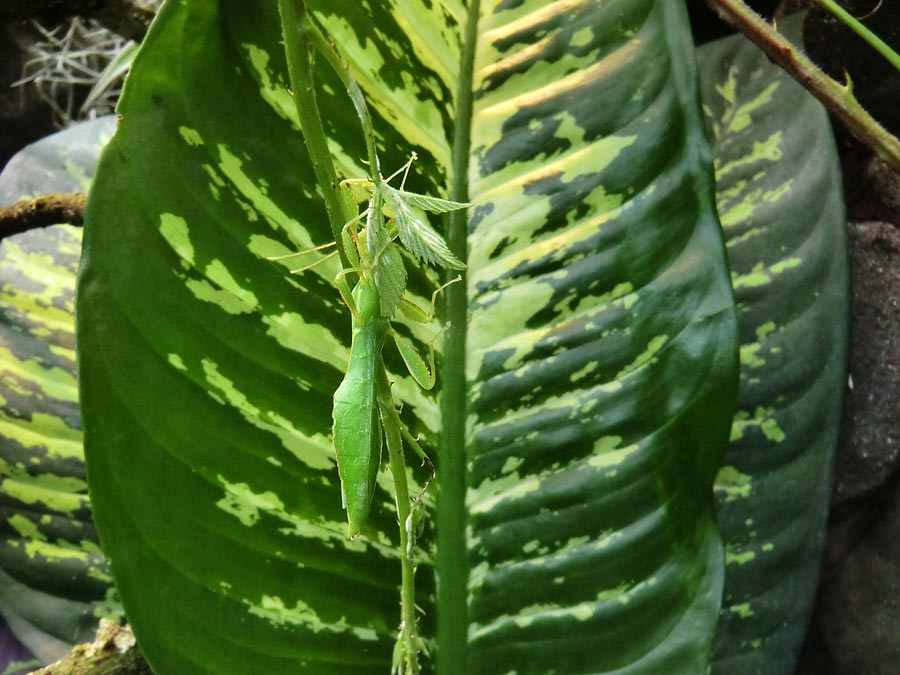 Wandelndes Blatt im Wuppertaler Zoo im Juli 2014