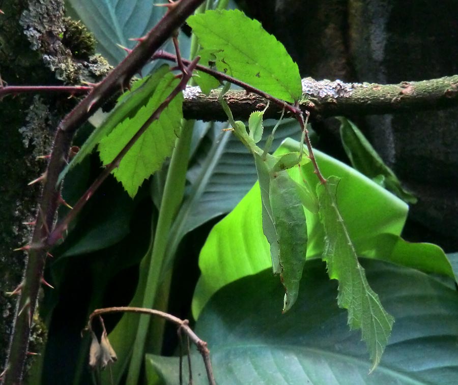 Wandelndes Blatt im Zoologischen Garten Wuppertal im Juli 2014