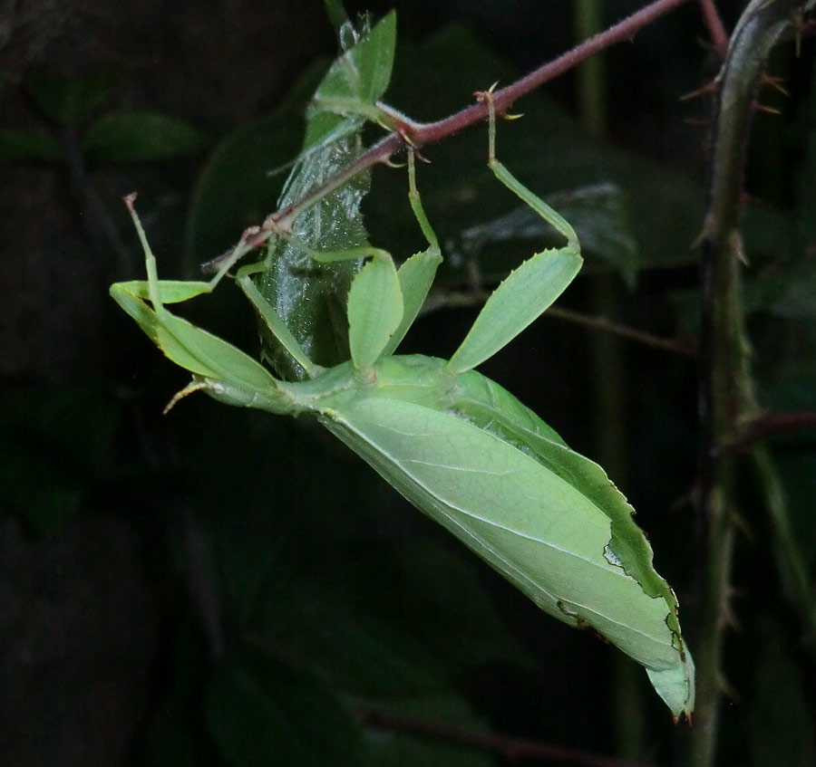 Wandelndes Blatt im Zoologischen Garten Wuppertal im Juli 2014