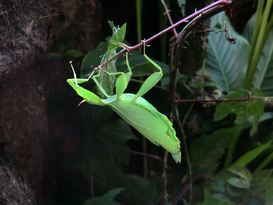 Wandelndes Blatt im Wuppertaler Zoo im Juli 2014