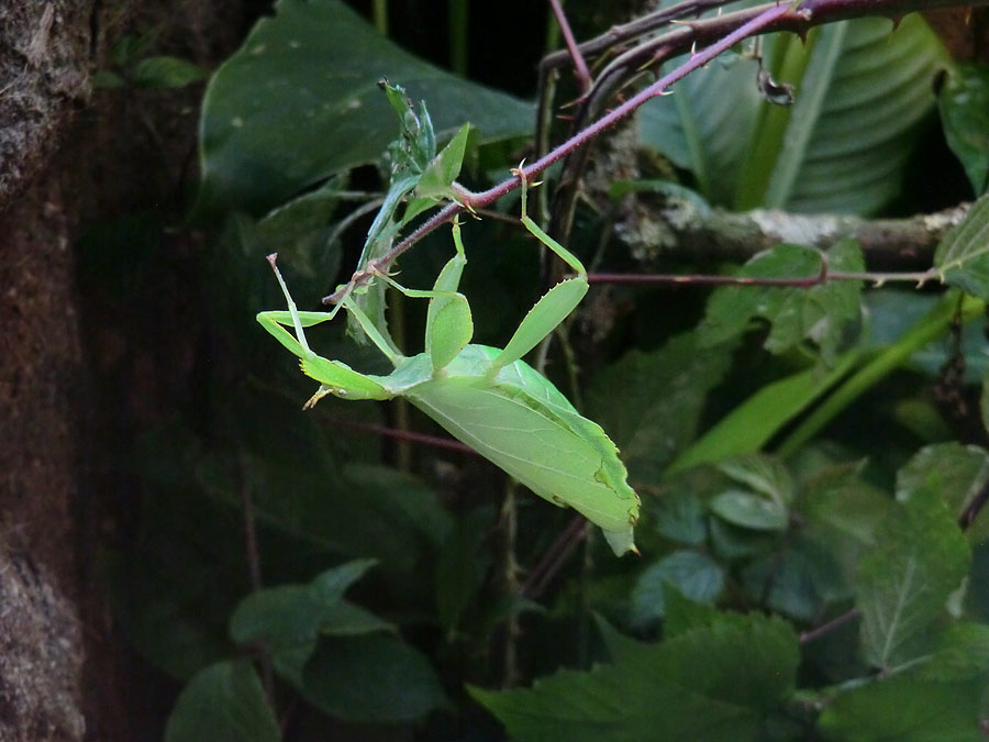 Wandelndes Blatt im Zoologischen Garten Wuppertal im Juli 2014