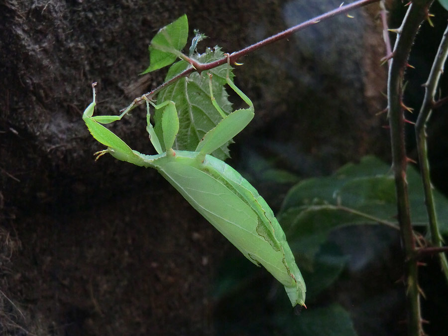 Wandelndes Blatt im Wuppertaler Zoo im Juli 2014