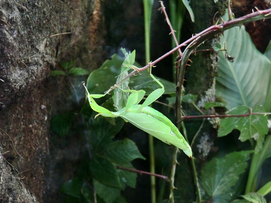 Wandelndes Blatt im Zoo Wuppertal im Juli 2014