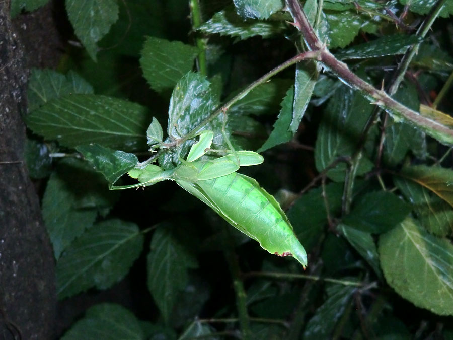 Wandelndes Blatt im Zoo Wuppertal im Juli 2014