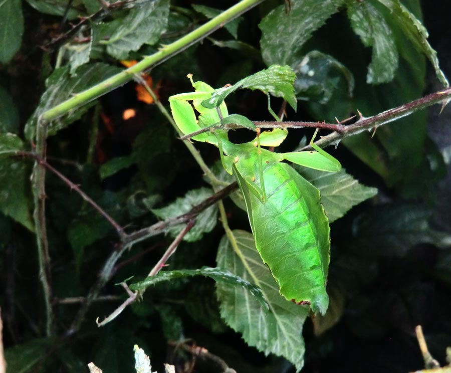 Wandelndes Blatt im Zoologischen Garten Wuppertal im Juli 2014