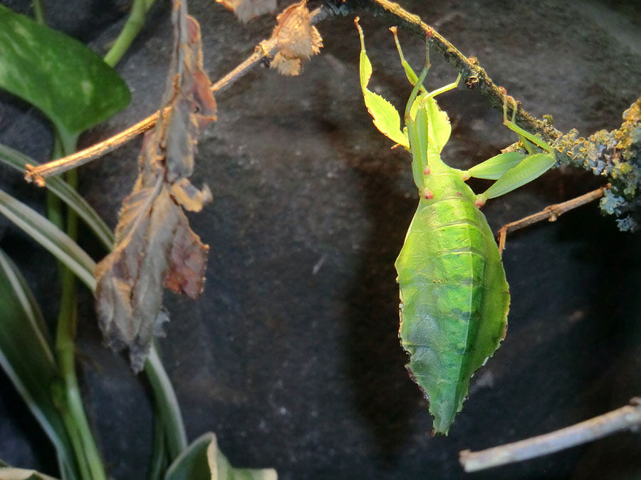 Wandelndes Blatt im Zoo Wuppertal im August 2014