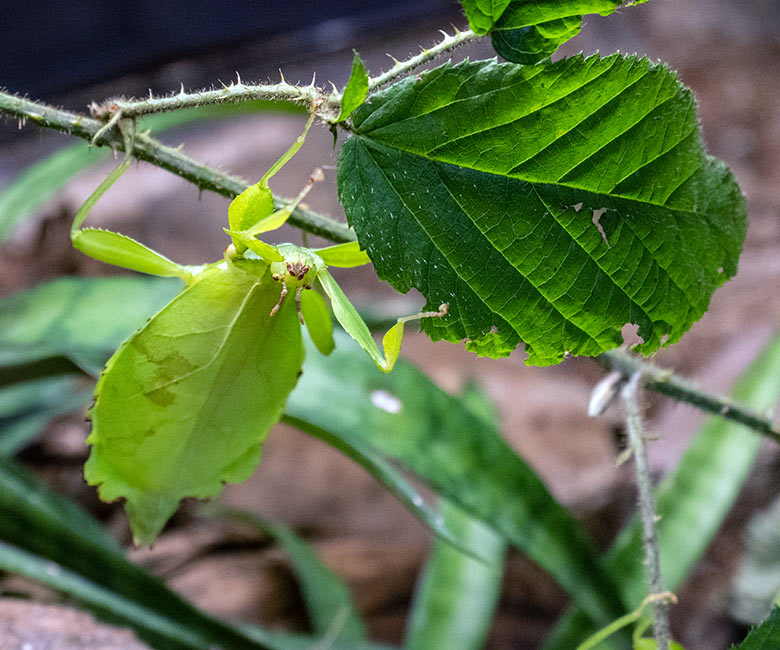 Wandelndes Blatt am 22. November 2023 in einem Schaugehege im Terrarium im Wuppertaler Zoo