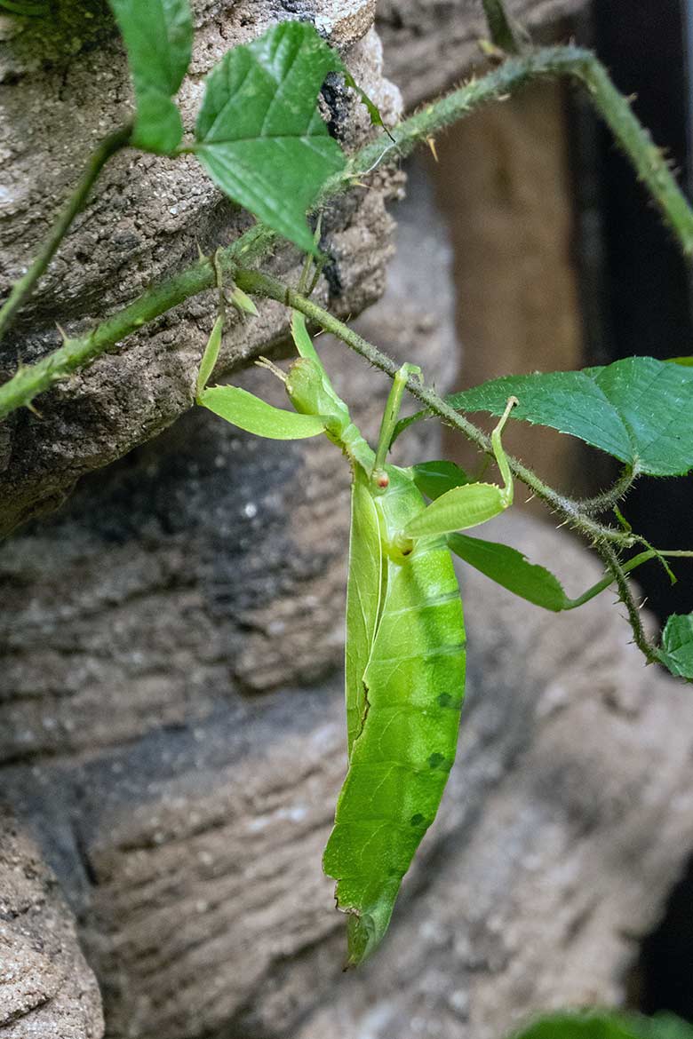 Wandelndes Blatt am 22. November 2023 in einem Schaugehege im Terrarium im Wuppertaler Zoo