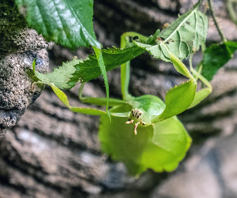 Wandelndes Blatt am 22. November 2023 in einem Schaugehege im Terrarium im Zoo Wuppertal