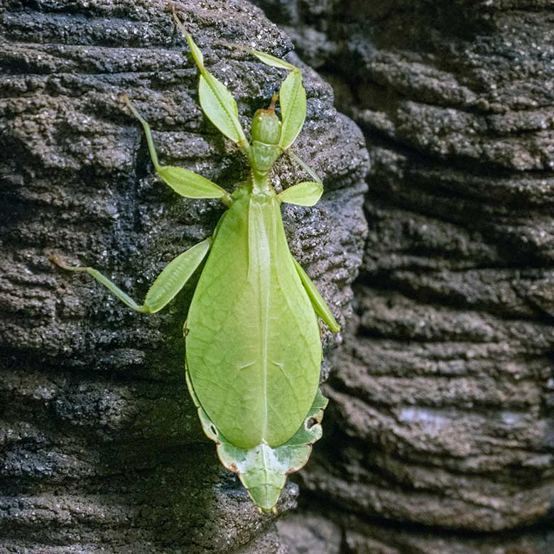 Wandelndes Blatt am 22. November 2023 in einem Schaugehege im Terrarium im Zoologischen Garten der Stadt Wuppertal