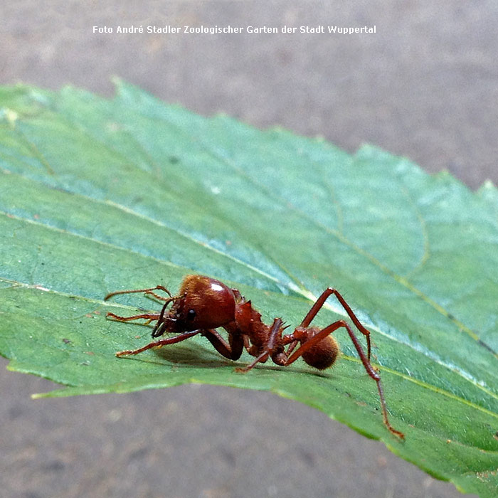 Blattschneiderameise Atta cephalotes im Wuppertaler Zoo im Juli 2014 (Foto Andre Stadler Zoologischer Garten der Stadt Wuppertal)