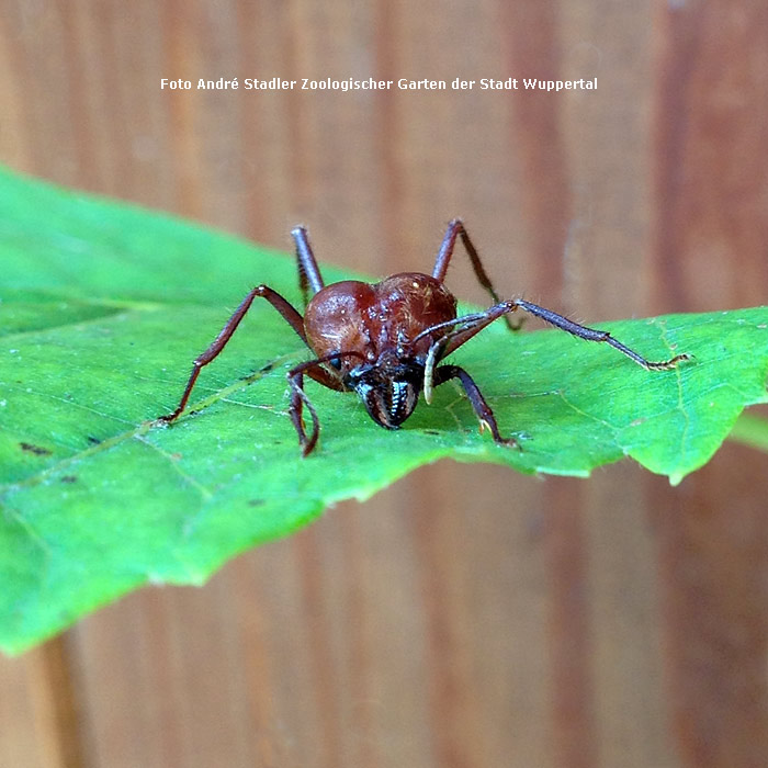 Blattschneiderameise Atta cephalotes im Wuppertaler Zoo im Juli 2014 (Foto Andre Stadler Zoologischer Garten der Stadt Wuppertal)