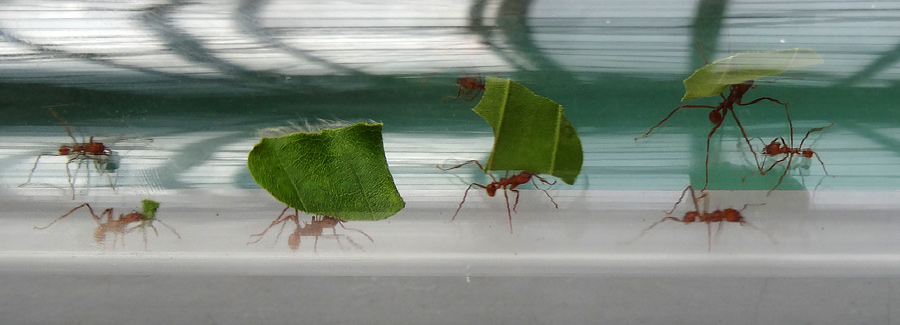 Blattschneiderameisen Atta cephalotes im Zoologischen Garten Wuppertal im Mai 2015