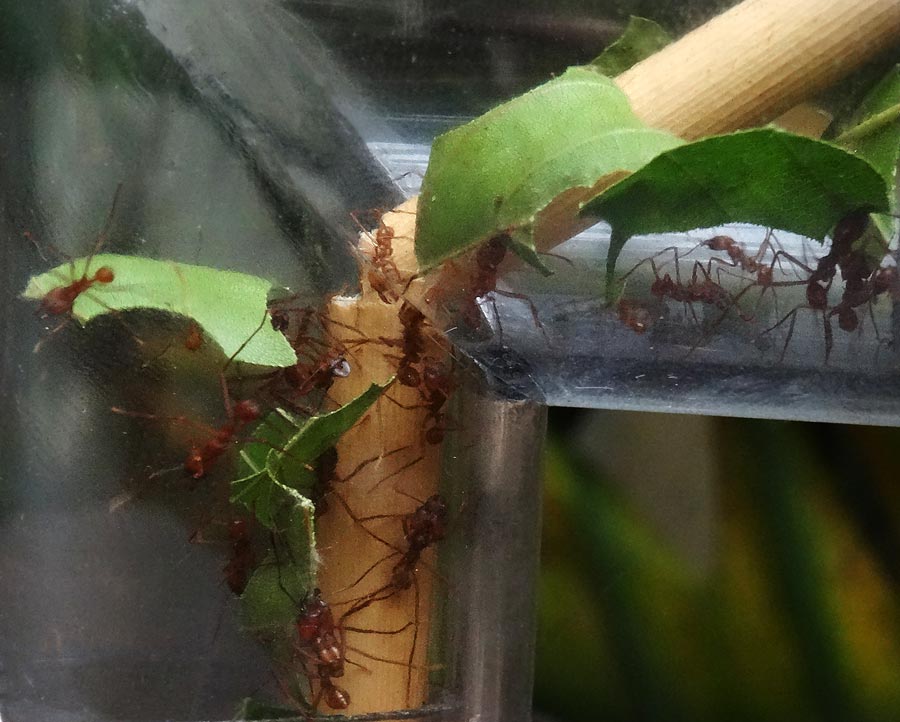 Blattschneiderameisen Atta cephalotes im Wuppertaler Zoo im Mai 2015