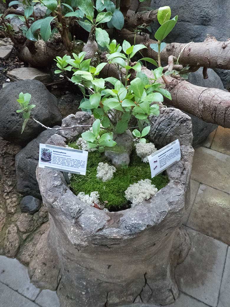 Ameisenpflanze am 30. Oktober 2019 im Terrarium im Grünen Zoo Wuppertal