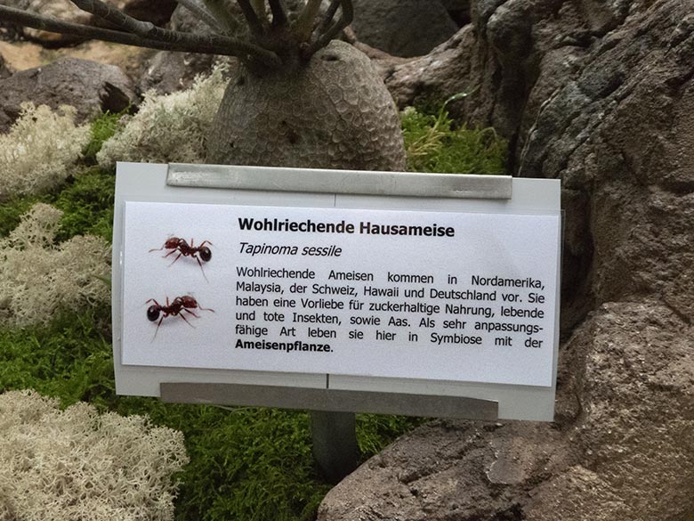 Ausschilderung Wohlriechende Hausameise am 30. Oktober 2019 im Terrarium im Wuppertaler Zoo