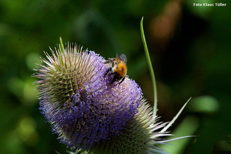 Vermutlich eine Baumhummel (Bombus hypnorum) am 29. Juli 2021 im Zoo Wuppertal (Foto Klaus Tüller)