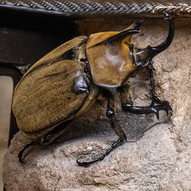 Männlicher Elefantenkäfer am 8. Dezember 2023 im Terrarium im Zoologischen Garten Wuppertal