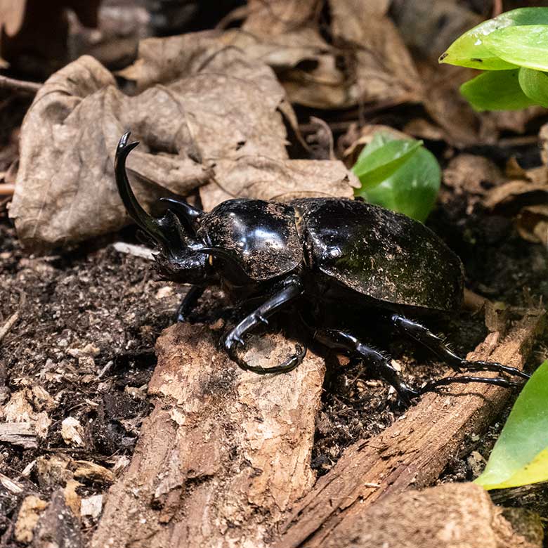 Männlicher Elefantenkäfer am 8. Dezember 2023 im Terrarium im Wuppertaler Zoo