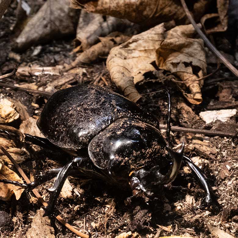 Männlicher Elefantenkäfer am 8. Dezember 2023 im Terrarium im Grünen Zoo Wuppertal