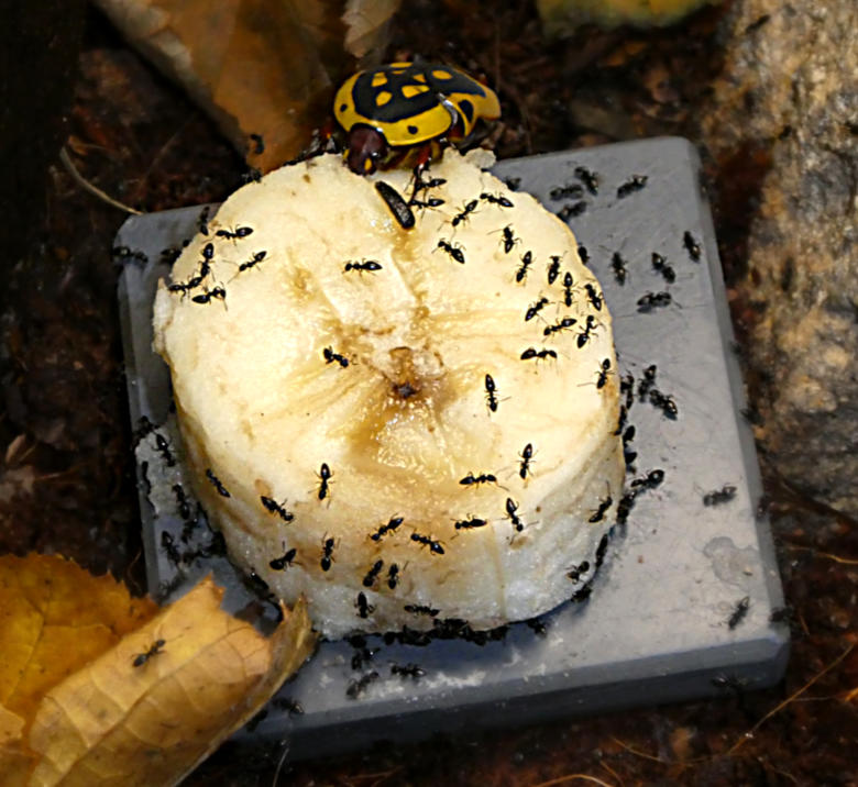 Gelber Rosenkäfer am 19. November 2017 im Terrarium im Zoologischen Garten Wuppertal