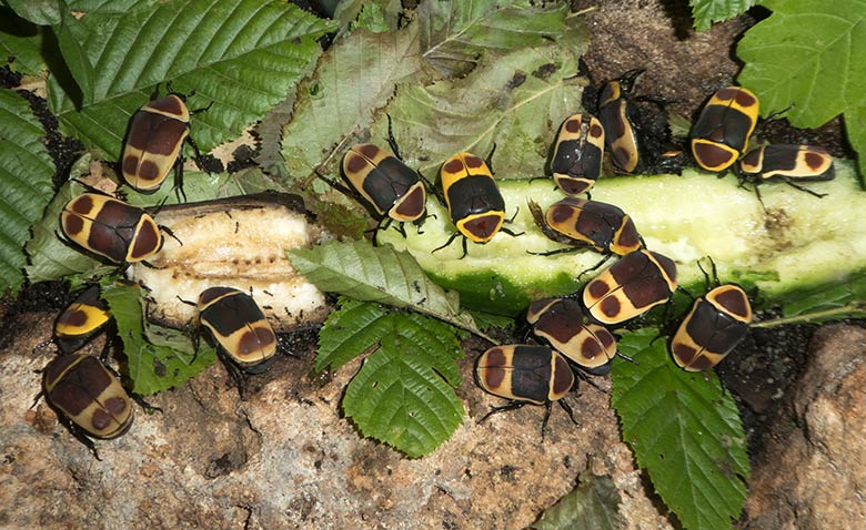 Kongo-Rosenkäfer am 20. Juli 2019 im Terrarium im Grünen Zoo Wuppertal