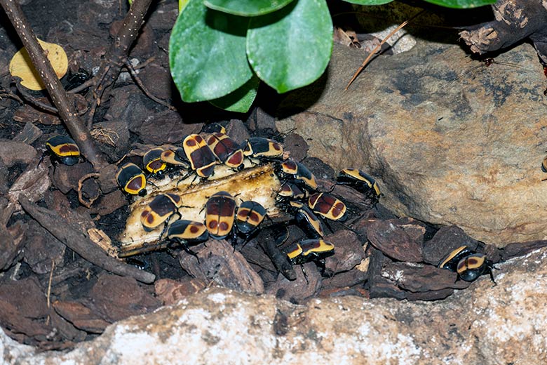 Kongo-Rosenkäfer am 2. November 2023 in einem Schaugehege im Terrarium im Wuppertaler Zoo