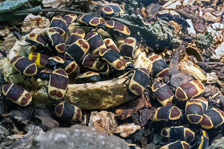 Kongo-Rosenkäfer am 3. Juni 2024 in einem Schaugehege im Terrarium im Wuppertaler Zoo