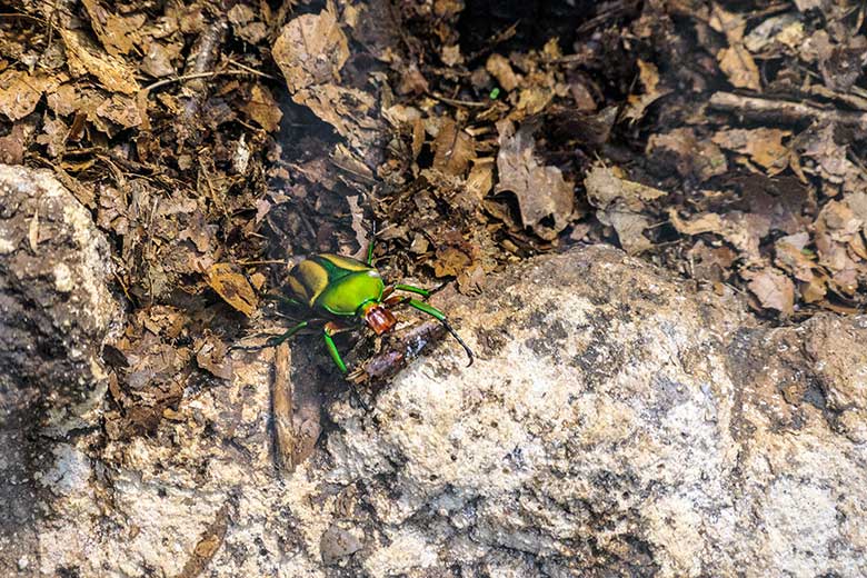 Männlicher Sudanesischer Büffelkäfer am 9. März 2022 im Terrarium im Wuppertaler Zoo