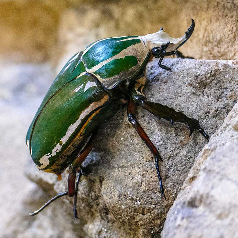 Uganda-Rosenkäfer am 18. März 2022 im Terrarium im Grünen Zoo Wuppertal