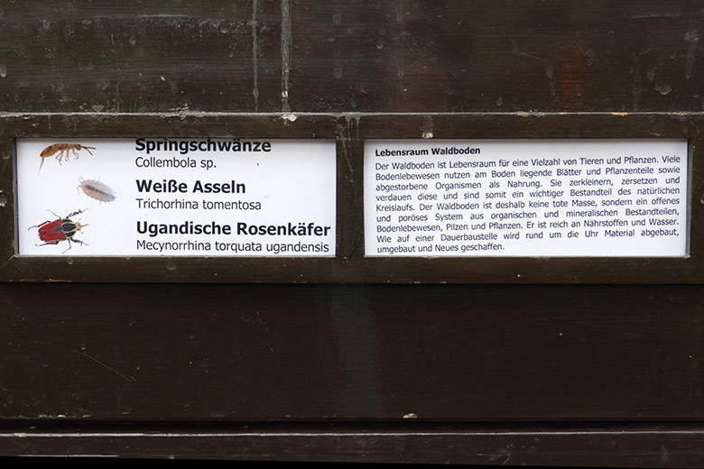 Ausschilderung Ugandische Rosenkäfer am 18. März 2022 im Terrarium im Wuppertaler Zoo