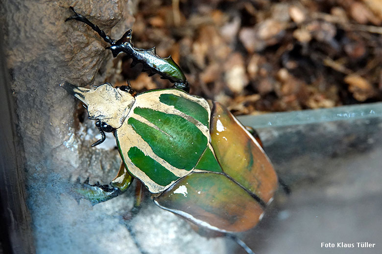 Uganda-Rosenkäfer am 20. August 2022 im Terrarium im Grünen Zoo Wuppertal (Foto Klaus Tüller)