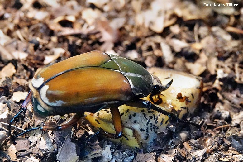 Uganda-Rosenkäfer am 17. Oktober 2022 im Terrarium im Grünen Zoo Wuppertal (Foto Klaus Tüller)