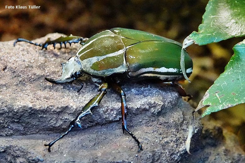 Uganda-Rosenkäfer am 17. Oktober 2022 im Terrarium im Wuppertaler Zoo (Foto Klaus Tüller)