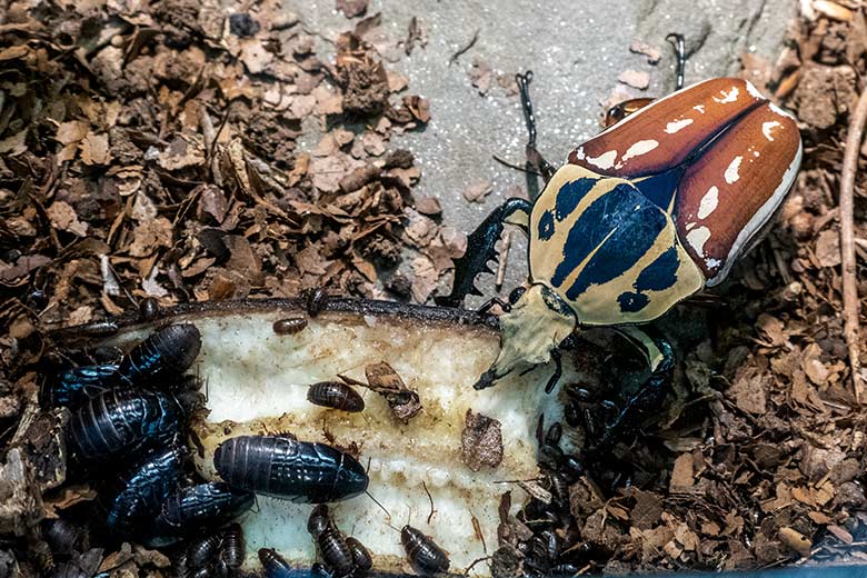 Männlicher Uganda-Rosenkäfer am 30. April 2023 im Terrarium im Grünen Zoo Wuppertal