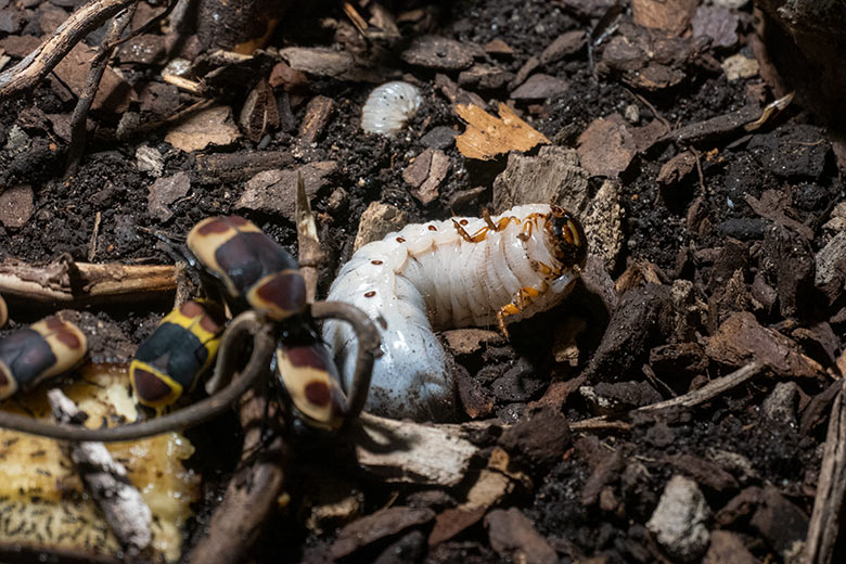 Larven des Uganda-Rosenkäfer am 8. Dezember 2024 im Terrarium im Wuppertaler Zoo