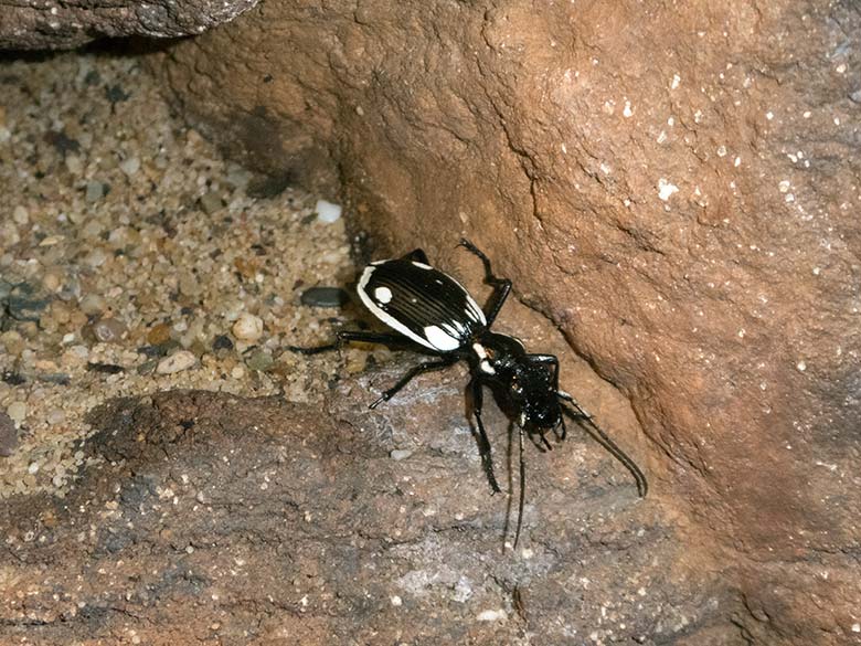 Ägyptischer Raubkäfer am 2. Februar 2020 im Terrarium im Grünen Zoo Wuppertal