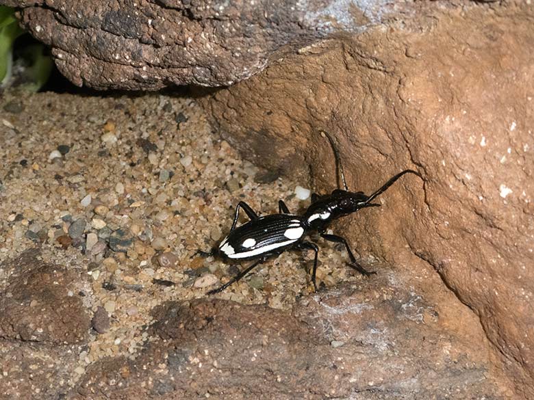 Ägyptischer Raubkäfer am 2. Februar 2020 im Terrarium im Zoologischen Garten Wuppertal