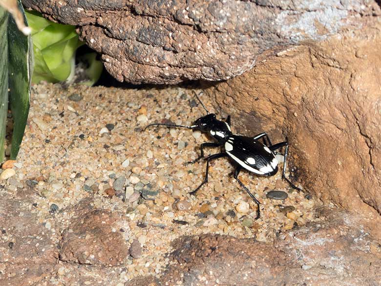 Ägyptischer Raubkäfer am 2. Februar 2020 im Terrarium im Zoo Wuppertal