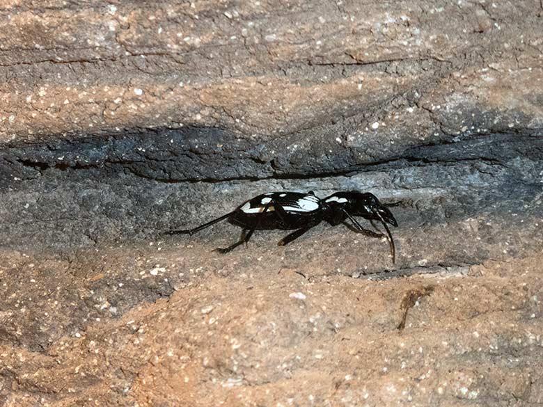 Ägyptischer Raubkäfer am 2. Februar 2020 im Terrarium im Wuppertaler Zoo